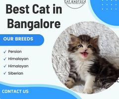 Best Cat in Bangalore | Cats for Sale in Bangalore