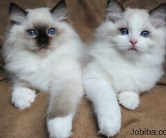 Home-Raised Ragdoll Kittens